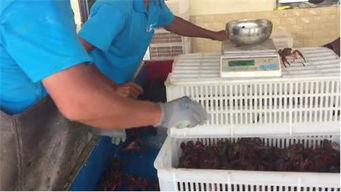 品蝦師年入30萬 選擇望海水產小龍蝦批發省錢省心